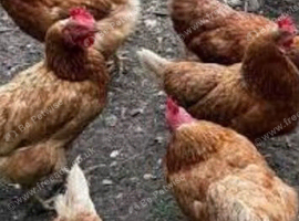 Ex battery hens wanted