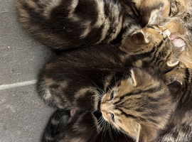 Tabby kittens