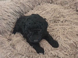 Cockapoo puppies f2