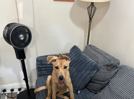 New home required for my puppy Nala