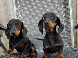 Miniature dachshund