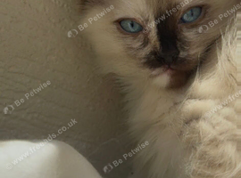 Seal tortie point ragdoll kitten