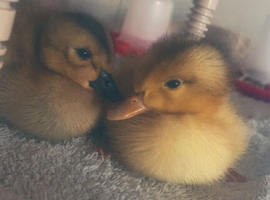 Baby ducklings