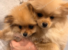 2 Pomeranian for sale