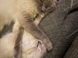 1 girl ragdoll kitten