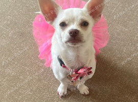 Chihuahua