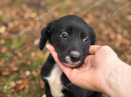4 playful sprollie puppies seeking new homes