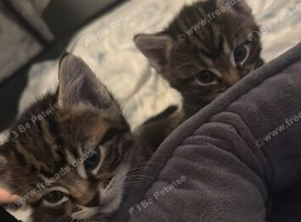 Bengal X kittens