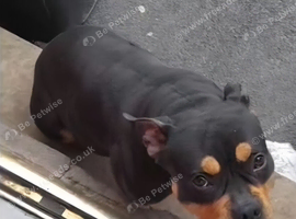 Dog in need of rehoming.