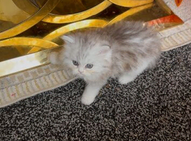 Pure Persian Chinchilla