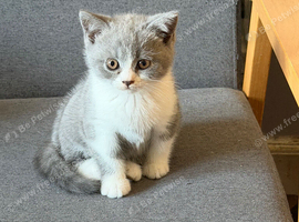 British Shorthair Kittens for Sale