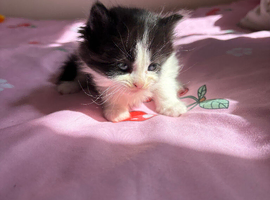 Female Kitten