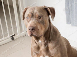 American bulldog / mix breed bully