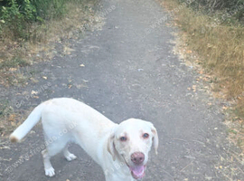 Loving 10-Month-Old Male Labrador Looking for His Forever Home