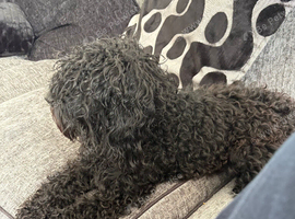Cocker poo for sale approximately 18 months old