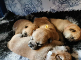 *2 LEFT* KC shiba girl puppies - Mozzarella & Wensleydale