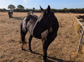2 year old TB Filly