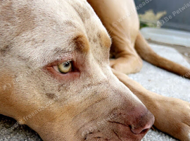 American bulldog