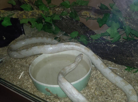 White corn snake