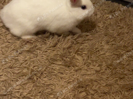 She is netherland dwarf cross single mane lionhead
