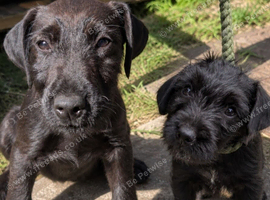 Lakeland Terrier Puppies
