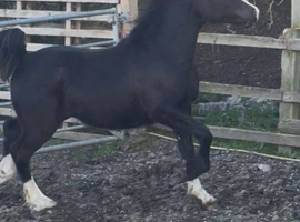Sec c yearling colt