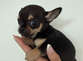 Beautiful Belle Ready Soon