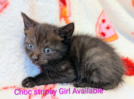 British Blue x kittens, flead/wormed/litter trained/socialised/   From &pound;80