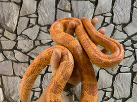 Hypo Corn Snake at Birmingham Reptiles