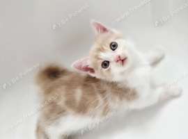 kittens for sale (Ready to go)