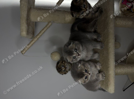 Adorable Scottish Fold Kittens for Loving Homes