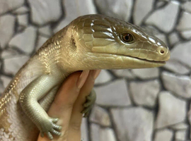 Merauke Blue Tongue Skink (poss) at Birmingham Reptiles.