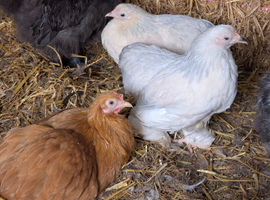 2 Porcelain Pekin Pullets