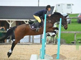 Irish sport horse
