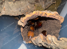 Madagascan hissing cockroaches