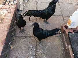 Chicken for sale