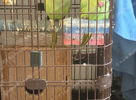 Breeding pair ringnecks