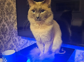 Mixed Ragdoll & British Shorthair