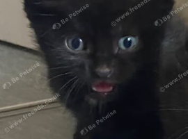 One 8 week old girl