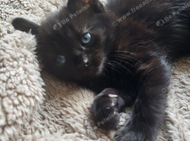 Female kittens walsall