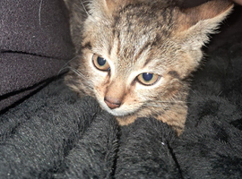 Kitten to rehome