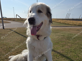 Rehome my Central Asia Shepherd