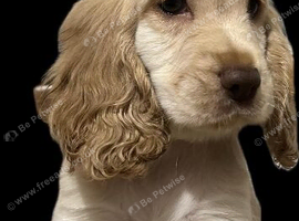Cocker spaniel puppies