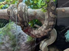 Coastal x Irian Jaya?.. female