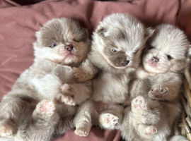 Stunning Rare Lilac Merle Pom Babies