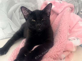 6 month old female kitten