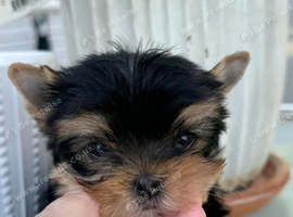 Green Collar Male Yorkie available again