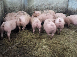 Welsh pigs