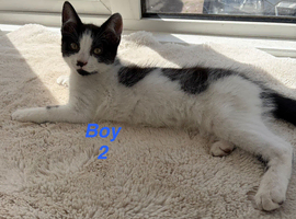 Beautiful kittens looking for a home