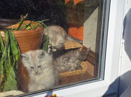 2 x female mainecoon kittens
